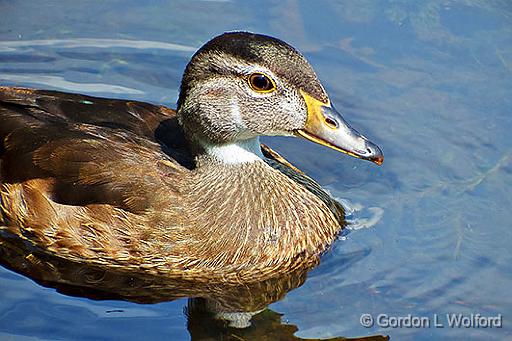 Juvenile Male Wood Duck_DSCF4632.jpg - Juvenile Male Wood Duck (Aix sponsa) photographed at Ottawa, Ontario, Canada.